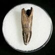 Leidyosuchus Tooth - Cretaceous Crocodile #5859-1